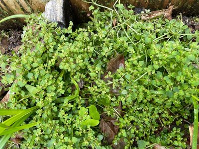 Chrysosplenium americanum, photographed by Tom Scavo