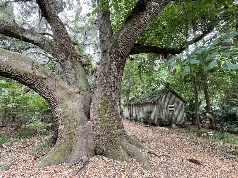 Quercus virginiana, photographed by Sawyer Baran