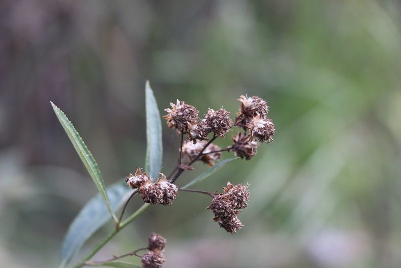 Baccharis punctulata, photographed by Florencia Grattarola