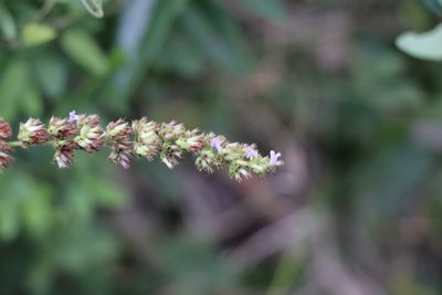 Cantinoa mutabilis, photographed by Florencia Grattarola