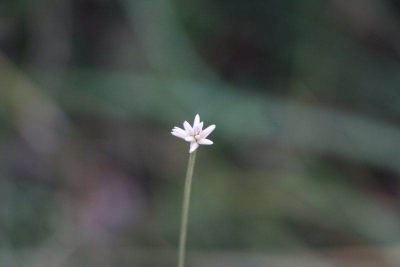 Pfaffia tuberosa, photographed by Florencia Grattarola