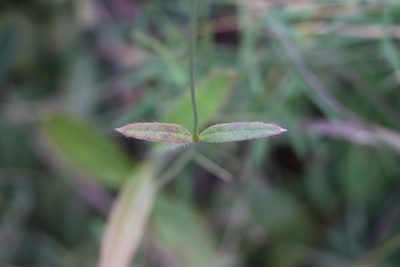 Pfaffia tuberosa, photographed by Florencia Grattarola