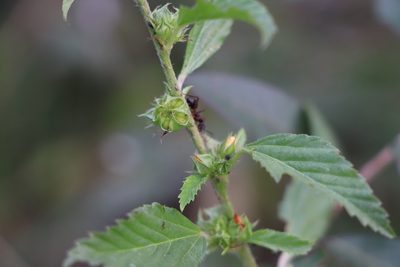 Malvastrum coromandelianum, photographed by Florencia Grattarola
