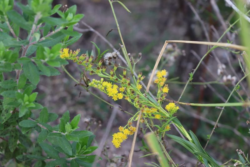 Solidago chilensis, photographed by Florencia Grattarola
