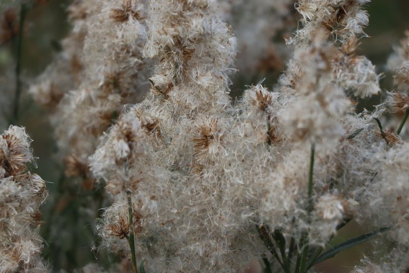 Baccharis spicata, photographed by Florencia Grattarola