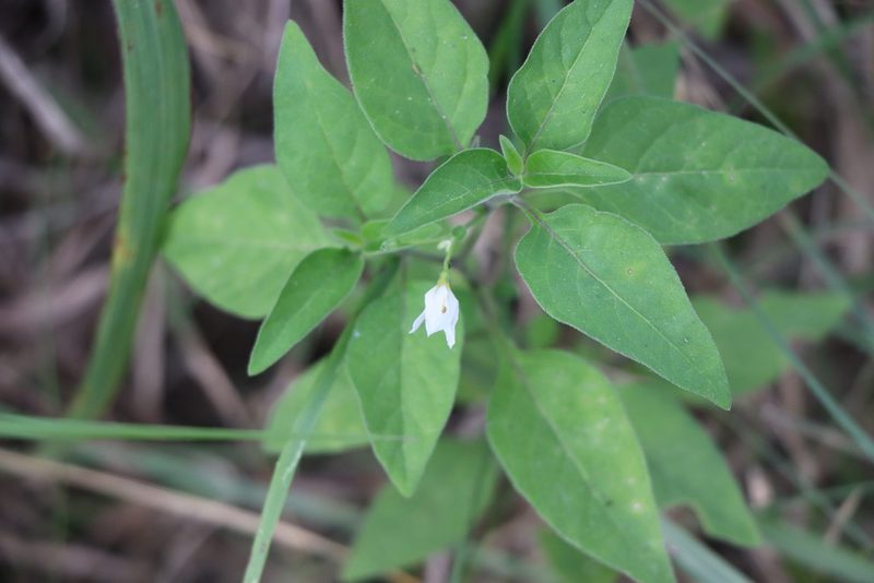 Solanum chenopodioides, photographed by Florencia Grattarola