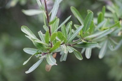 Schinus longifolia, photographed by Florencia Grattarola