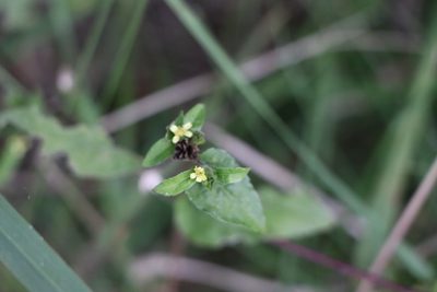 Calyptocarpus brasiliensis, photographed by Florencia Grattarola