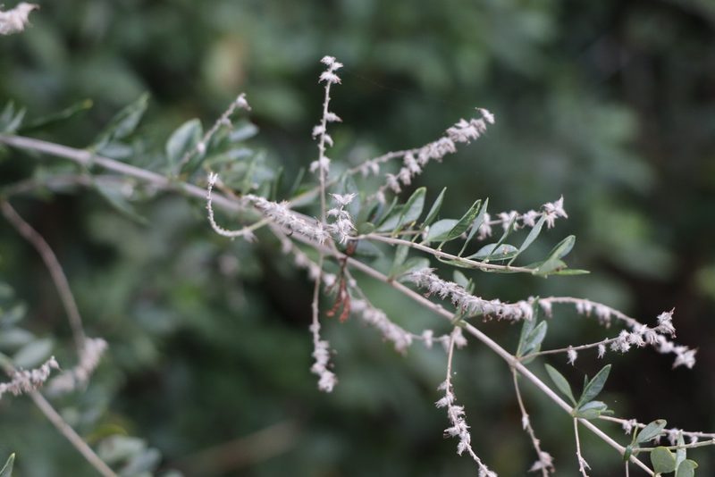 Aloysia gratissima, photographed by Florencia Grattarola