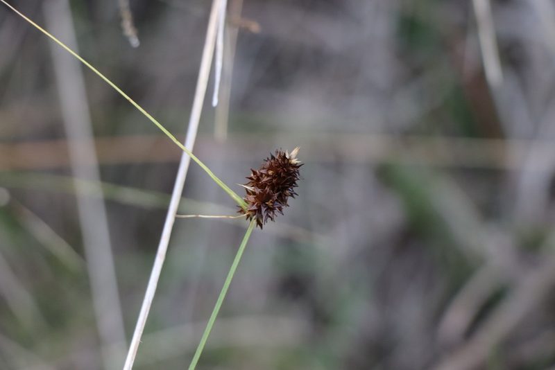 Carex uruguensis, photographed by Florencia Grattarola