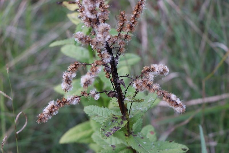 Pterocaulon polystachyum, photographed by Florencia Grattarola