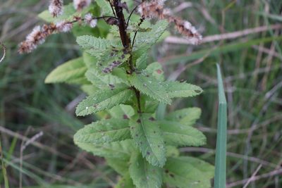 Pterocaulon polystachyum, photographed by Florencia Grattarola
