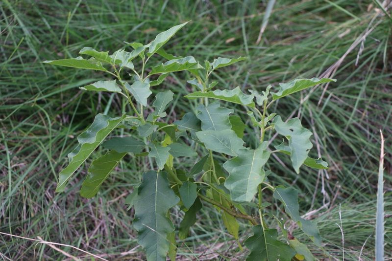 Solanum bonariense, photographed by Florencia Grattarola