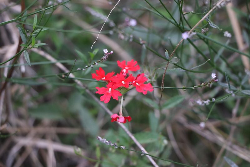 Verbena peruviana, photographed by Florencia Grattarola