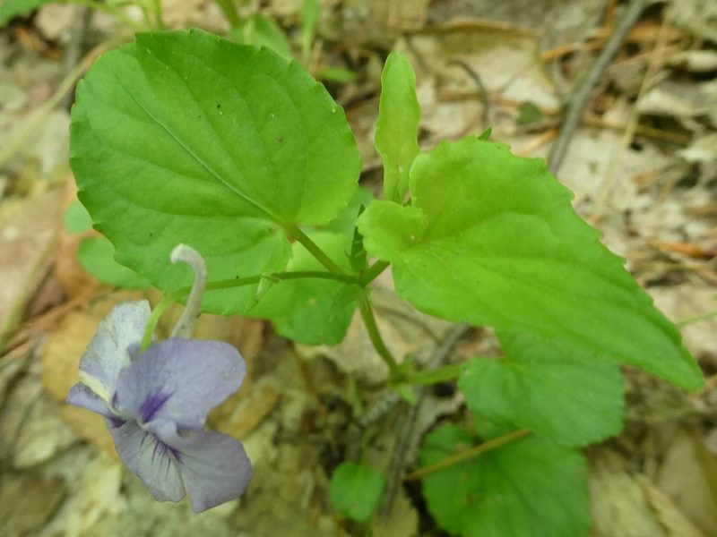 Viola rostrata, photographed by Bruce Cook
