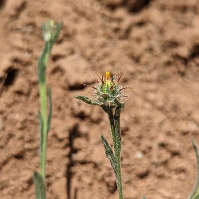 Centaurea melitensis, photographed by Dominic Gentilcore