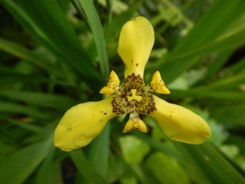 Trimezia steyermarkii, photographed by Jon Sullivan