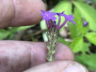 Verbena rigida, photographed by Brian Finzel