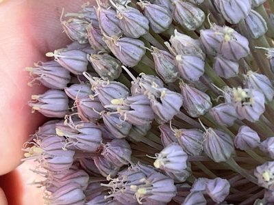 Allium ampeloprasum, photographed by Brian Finzel