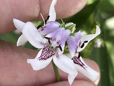 Dianthera americana, photographed by Brian Finzel