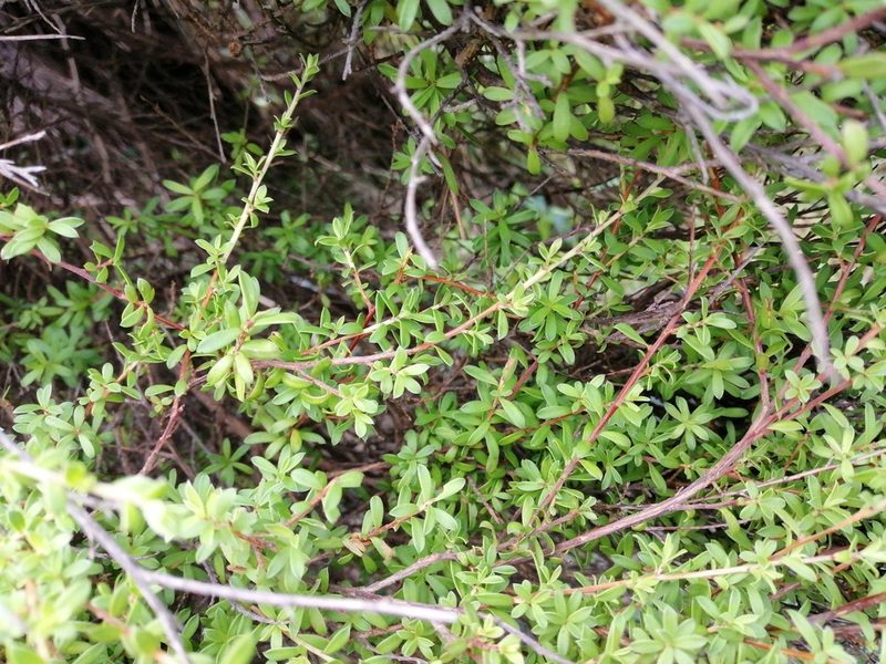 Kunzea robusta, photographed by Andy McKay