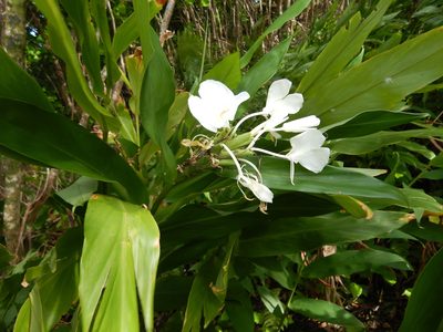Hedychium coronarium, photographed by Jon Sullivan