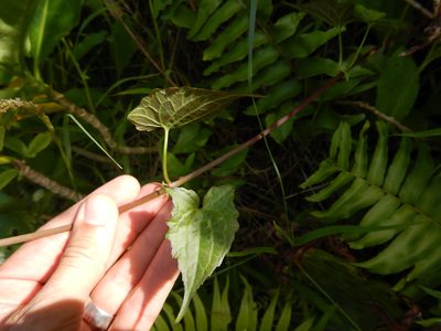 Mikania micrantha, photographed by Jon Sullivan