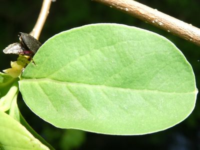 Lindera benzoin, photographed by Bruce Cook