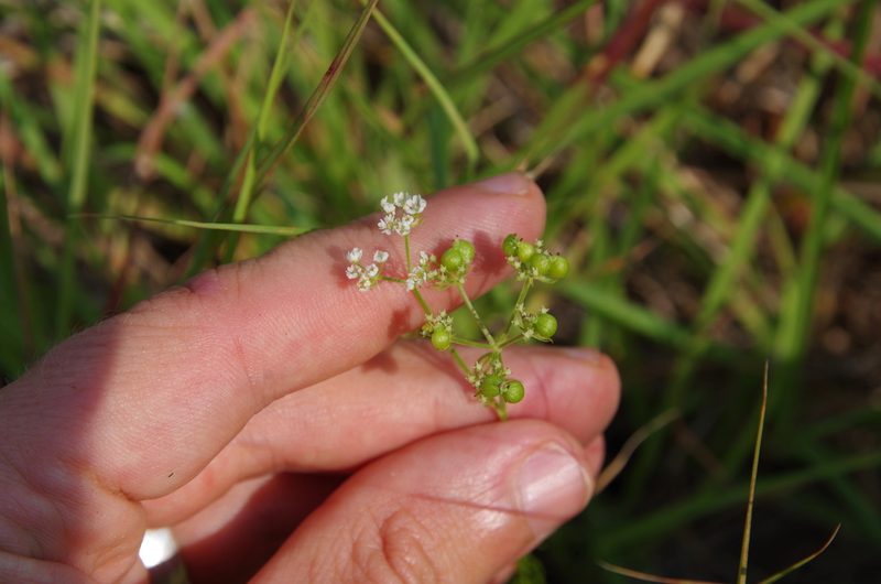 Bifora americana, photographed by Eric Knight