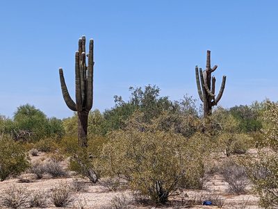 Carnegiea gigantea
