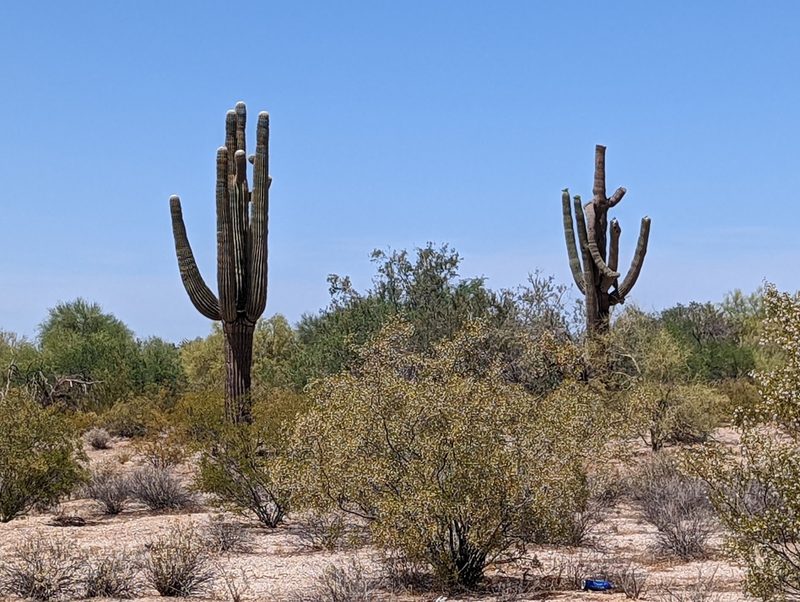 Carnegiea gigantea, photographed by Dominic Gentilcore