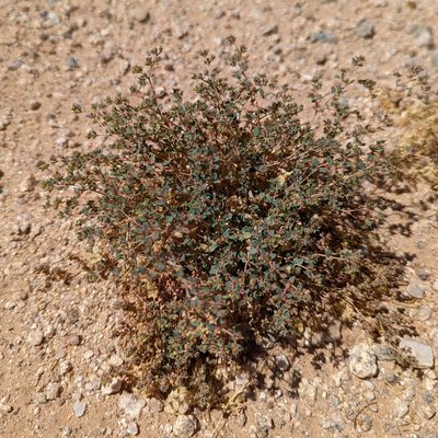 Euphorbia polycarpa, photographed by Dominic Gentilcore