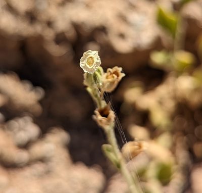Nicotiana obtusifolia
