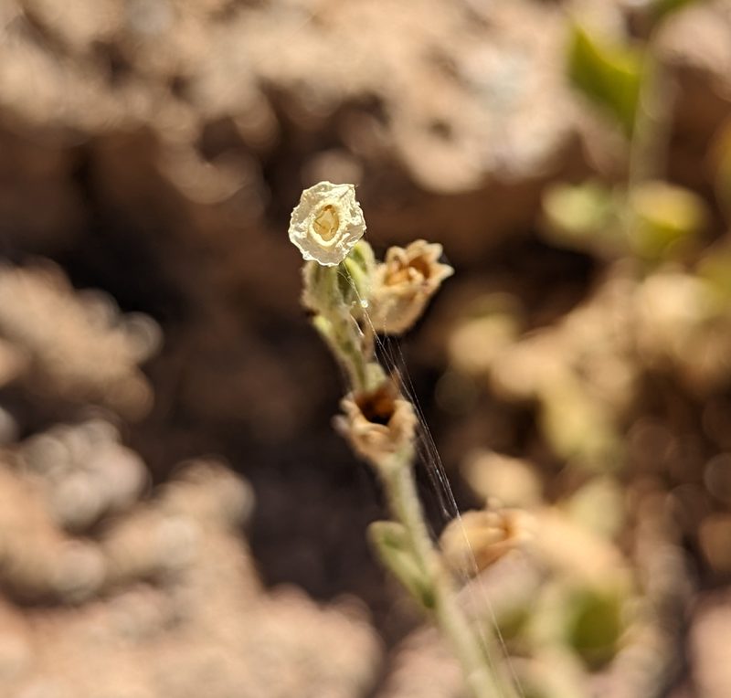 Nicotiana obtusifolia, photographed by Dominic Gentilcore