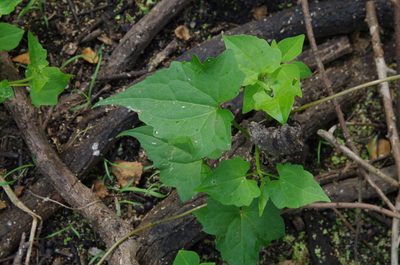 Mikania scandens, photographed by Eric Knight