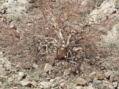 Pachycormus discolor, photographed by James M. Maley