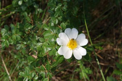 Rosa bracteata, photographed by Eric Knight