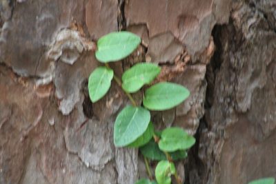 Ficus pumila, photographed by Sawyer Baran