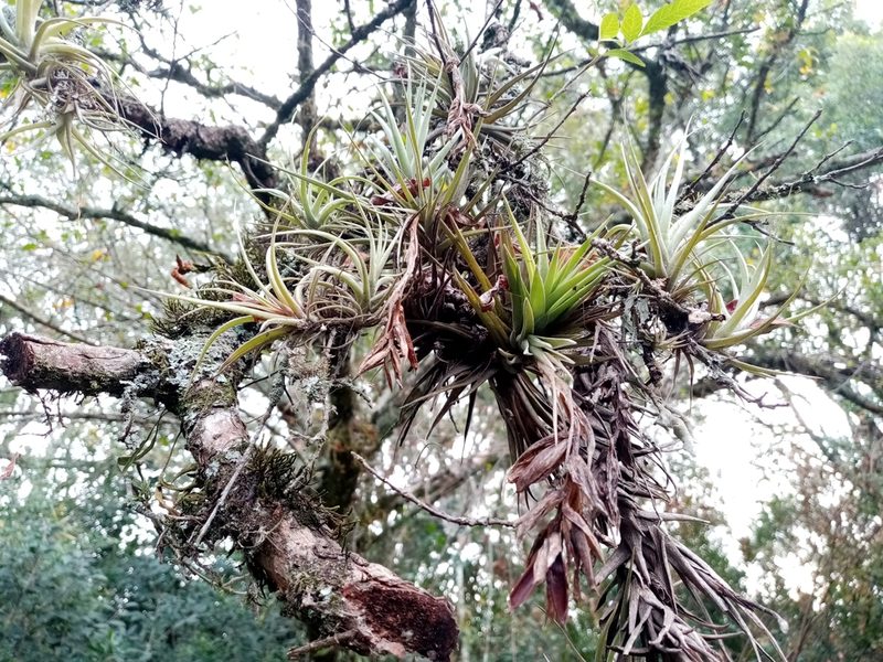 Tillandsia aeranthos, photographed by Lucía Bergós