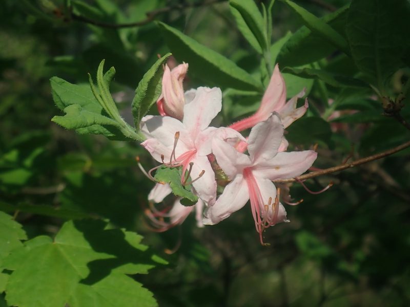 Rhododendron prinophyllum, photographed by Lynn Harper