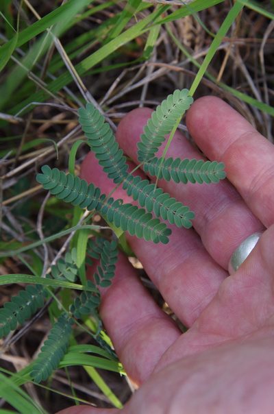 Desmanthus reticulatus, photographed by Eric Knight