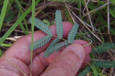 Desmanthus reticulatus, photographed by Eric Knight