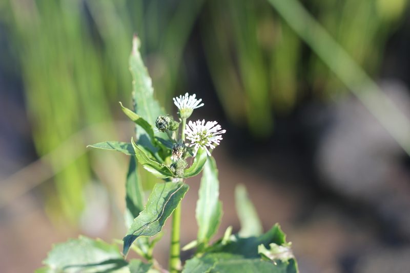 Gymnocoronis spilanthoides, photographed by Romi Galeota Lencina