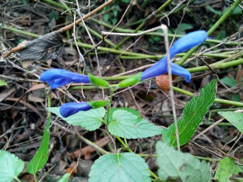 Salvia guaranitica, photographed by Lucía Bergós