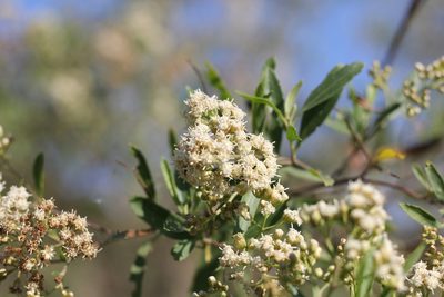 Baccharis salicifolia, photographed by Romi Galeota Lencina