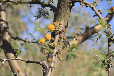 Vachellia caven, photographed by Romi Galeota Lencina