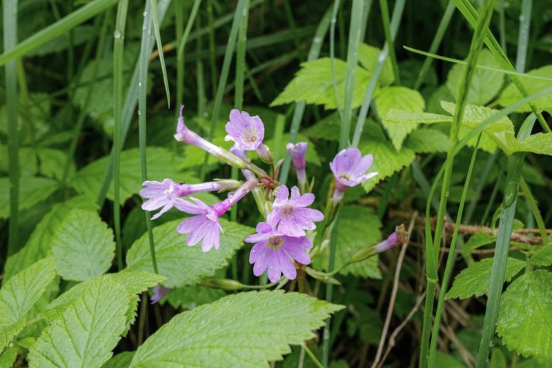 Primula kaufmanniana, photographed by Dmitry Boldyrev