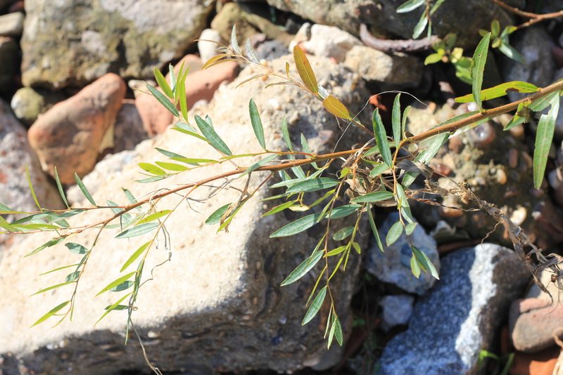 Phyllanthus sellowianus, photographed by Romi Galeota Lencina