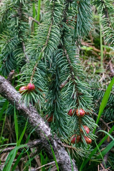 Picea schrenkiana, photographed by Dmitry Boldyrev