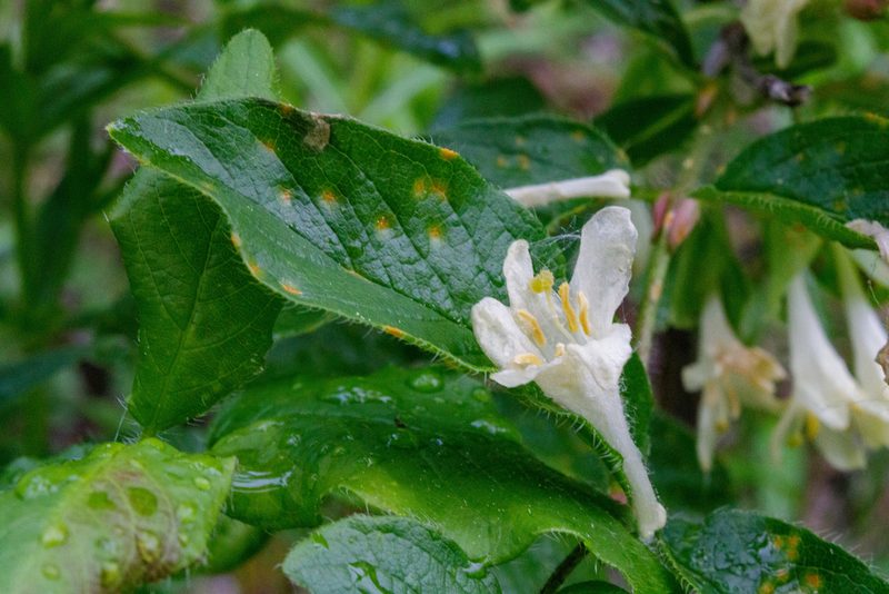 Lonicera hispida, photographed by Dmitry Boldyrev